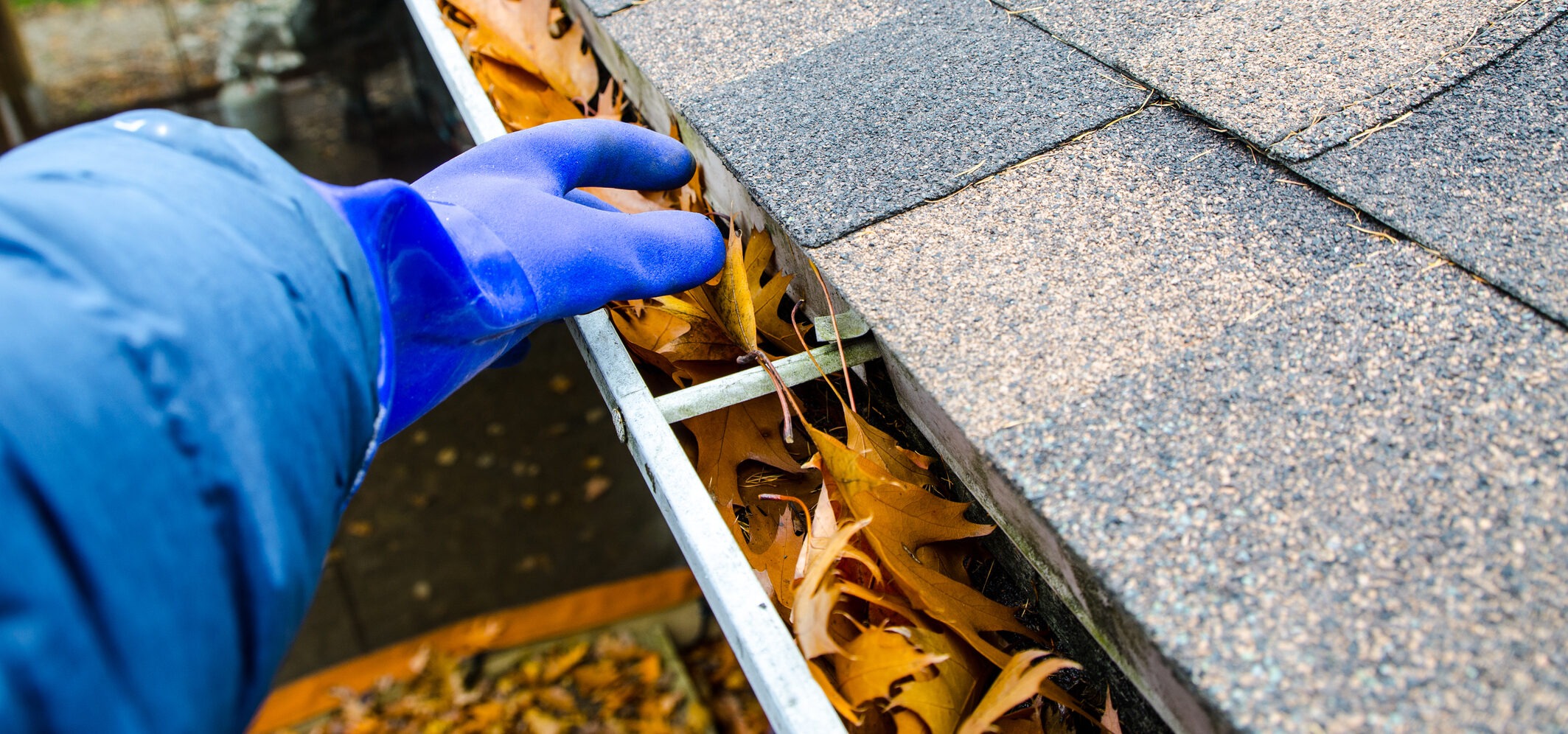 A person wearing a blue jacket and a blue glove is cleaning a gutter on a roof. The gutter is filled with dry, brown oak leaves. The roof is covered with asphalt shingles. The background shows blurred autumn foliage on the ground.