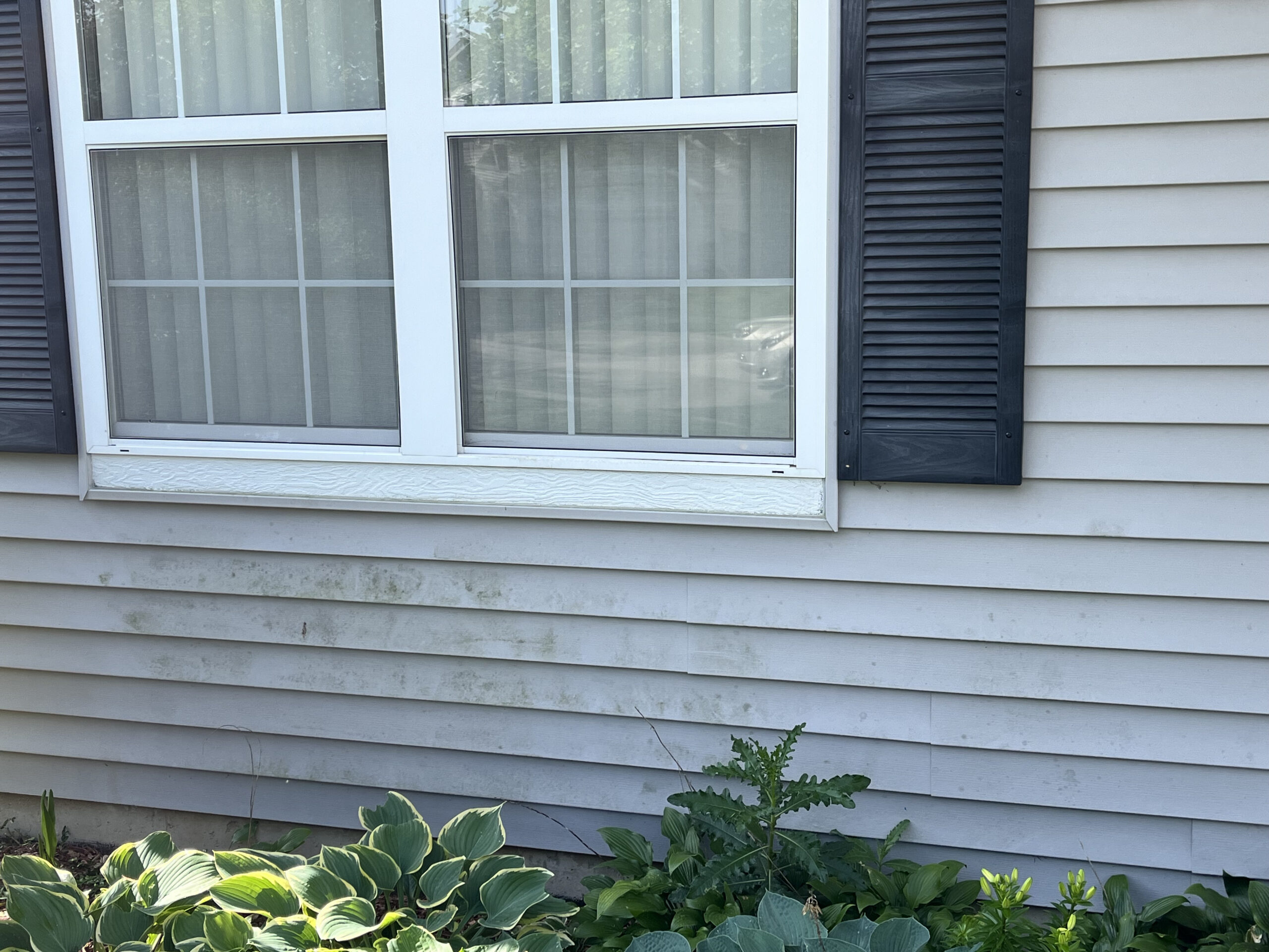 A double window with white trim and black shutters on the side of a beige, vinyl-sided house. Underneath the window, a hosta plant and other greenery are growing. The window has sheer curtains and a reflection of trees can be seen on the glass.